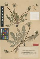 Isolectotype of Taraxacum chloroticum Dahlst. ex Florstr. [family ASTERACEAE]