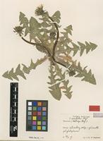 Isotype of Taraxacum coartatum G.E.Haglund [family ASTERACEAE]