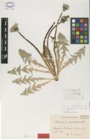 Isolectotype of Taraxacum connexum Dahlst. [family ASTERACEAE]