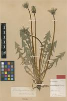 Isolectotype of Taraxacum cordatum Palmgr. [family ASTERACEAE]