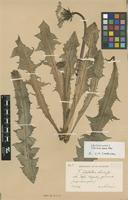 Lectotype of Taraxacum dilatatum H.Lindb. [family ASTERACEAE]