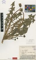 Isolectotype of Taraxacum fulvicarpum Dahlst. [family ASTERACEAE]