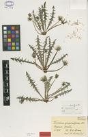 Isolectotype of Taraxacum glauciniforme Dahlst. [family ASTERACEAE]