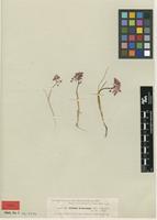 Type of Allium armenum Boiss. & Kotschy ex Boiss. [family ALLIACEAE]