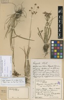 Syntype of Luzula campestris (L.) DC. var. ostenii Mattf. [family JUNCACEAE]