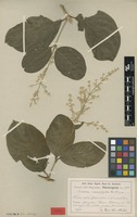 Type of Iresine macrophylla R.E.Fr. [family AMARANTHACEAE]