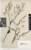 Filed as Iresine angustifolia Euphrasén [family AMARANTHACEAE]