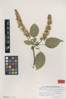 Syntype of Phytolacca dioica L. var. ovatifolia Chodat [family PHYTOLACCACEAE]