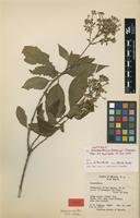 Isotype of Arachnothryx fosbergii Steyerm. [family RUBIACEAE]