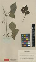 Syntype of Cissus rhomboidea E.Mey. ex Harv. [family VITACEAE]