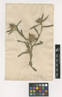 Filed as Centaurea eriophora L. [family ASTERACEAE]