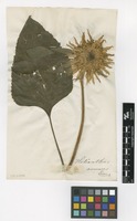 Filed as Helianthus annuus L. [family ASTERACEAE]