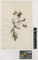Filed as Vicia onobrychioides L. [family FABACEAE]