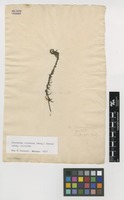 Filed as Hebenstretia dentata L. [family SCROPHULARIACEAE]