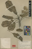 Isolectotype of Terminalia superba Engl. & Diels [family COMBRETACEAE]