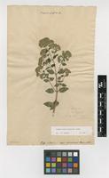 Filed as Origanum vulgare L. [family LAMIACEAE]