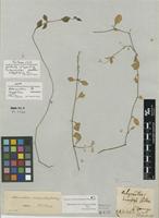 Isotype of Achyranthes serpyllifolia Poir. [family AMARANTHACEAE]