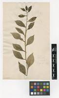 Filed as Pereskia aculeata Mill. [family CACTACEAE]