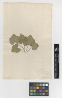 Filed as Mitella diphylla L. [family SAXIFRAGACEAE]