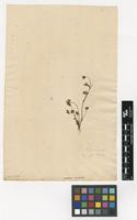Filed as Saxifraga rivularis L. [family SAXIFRAGACEAE]