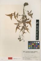 Type of Sonchus tuberifer Svent. var. latisecta Svent. [family ASTERACEAE]