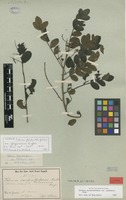 Syntype of Schinus terebinthifolius Raddi var. glaziovianus Engl. [family ANACARDIACEAE]