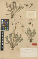 Isolectotype of Taraxacum tortilobum Florstr. [family ASTERACEAE]