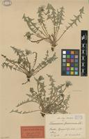 Lectotype of Taraxacum erythospermum Andrz. subsp. proximum Dahlst [family ASTERACEAE]