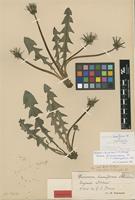 Isolectotype of Taraxacum hamiferum Dahlst. [family ASTERACEAE]