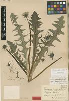 Isolectotype of Taraxacum hemipolyodon Dahlst. [family ASTERACEAE]