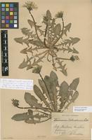 Isolectotype of Taraxacum laetecolorans Lindstr. [family ASTERACEAE]