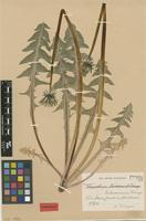 Isolectotype of Taraxacum latissimum Palmgr. [family ASTERACEAE]