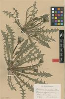 Lectotype of Taraxacum mimulum Dahlst. ex H.Lindb. [family ASTERACEAE]