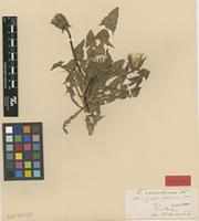 Isolectotype of Taraxacum naevosiforme Dahlst. [family ASTERACEAE]