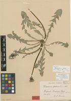 Lectotype of Taraxacum perhamatum Dahlst. [family ASTERACEAE]