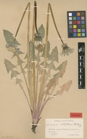 Isolectotype of Taraxacum retroflexum H.Lindb. [family ASTERACEAE]