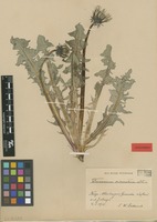 Isolectotype of Taraxacum sinuatum Dahlst. [family ASTERACEAE]