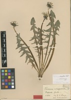Isolectotype of Taraxacum subexpallidum Dahlst. [family ASTERACEAE]