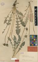 Lectotype of Taraxacum tenebricans Dahlst. [family ASTERACEAE]