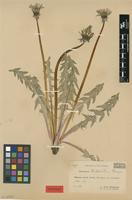 Isolectotype of Taraxacum trilobatum Palmgr. [family ASTERACEAE]