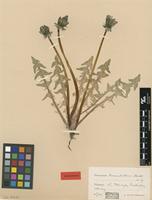 Isolectotype of Taraxacum tumentilobum Markl. ex G.E.Haglund [family ASTERACEAE]