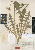 Isotype of Taraxacum undulatiflorum M.P.Christ. [family ASTERACEAE]