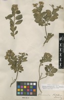 Filed as Lepidaploa glabra (Willd.) H.Rob. [family ASTERACEAE]