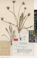 Isotype of Taraxacum irrigatum Kirschner & Štepánek [family ASTERACEAE]