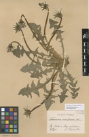 Syntype of Taraxacum croceiflorum Dahlst. [family ASTERACEAE]