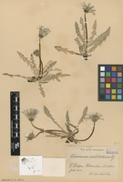 Syntype of Taraxacum ceratolobum Dahlst. [family ASTERACEAE]
