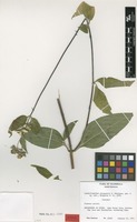 Isotype of Lundellianthus petenensis H.Rob. [family ASTERACEAE]