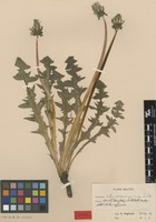 Isotype of Taraxacum intumescens G.E.Haglund [family ASTERACEAE]