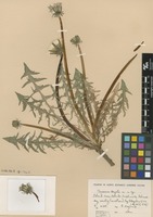 Syntype of Taraxacum degelii G.E.Haglund [family ASTERACEAE]