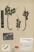 Isotype of Peperomia kyimbilana C.DC. [family PIPERACEAE]